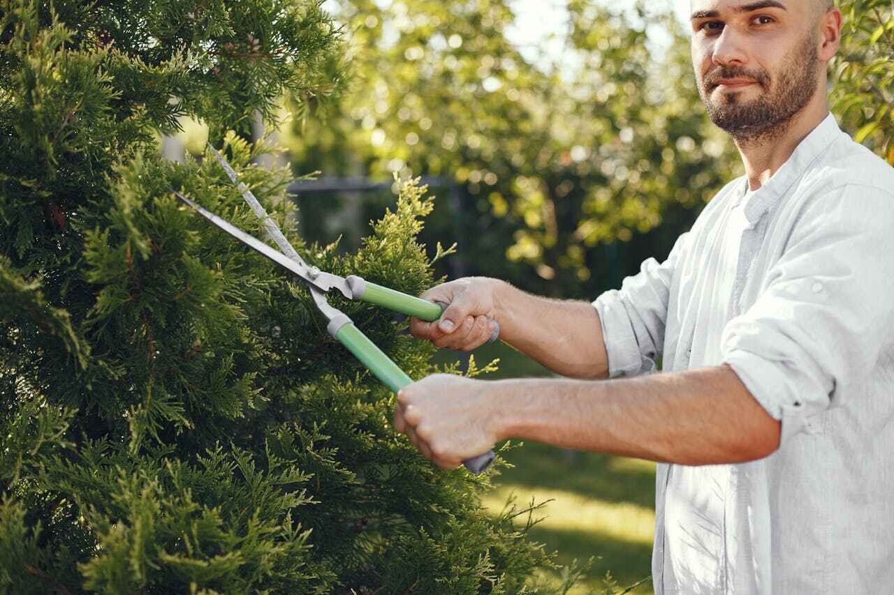 Tree Root Removal in Comanche, TX